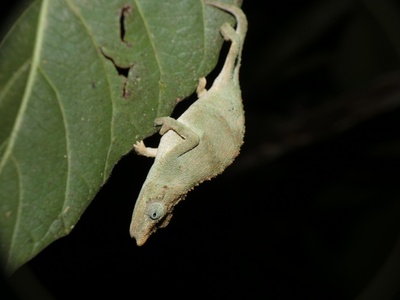 Marshall's Leaf Chameleon