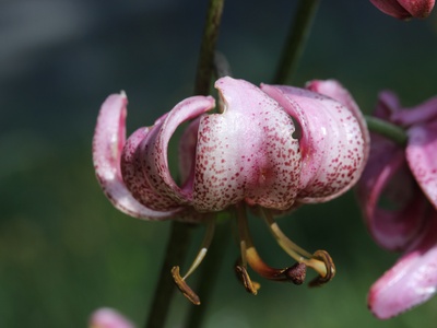Martagon Lily