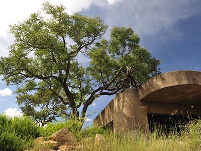 Marula Tree