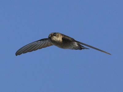 Mascarene Swiftlet