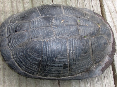 Mashona Hinged Terrapin