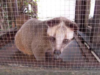 Masked palm civet