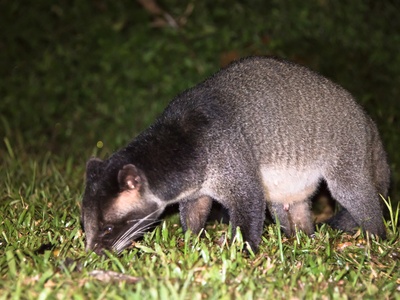 Masked Palm Civet