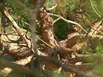 Masson's pine