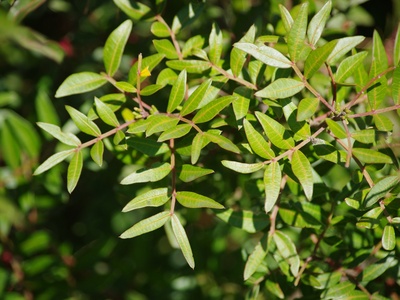 Mastic Tree