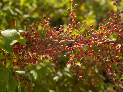 Mastic Tree