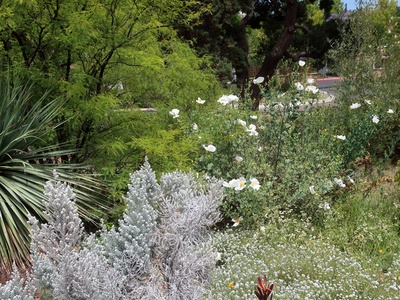 Matilija Poppy