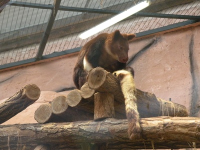 Matschie's Tree-kangaroo