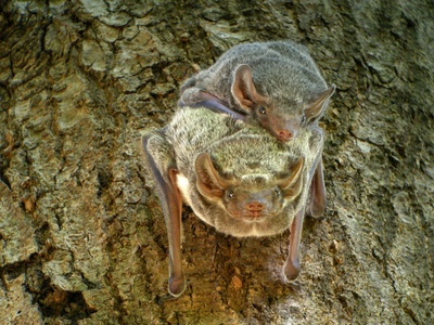 Mauritian tomb bat