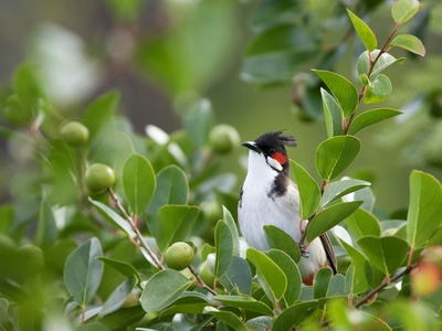 Mauritius Bulbul