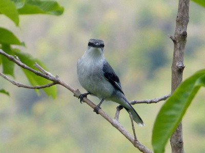 Mauritius Cuckooshrike