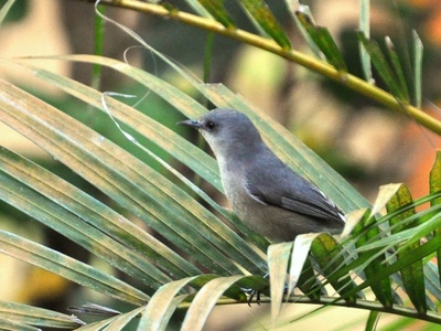 Mauritius Grey White-eye