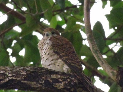 Mauritius Kestrel