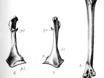 Mauritius Night Heron