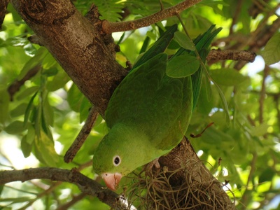 Mauritius Olive White-eye