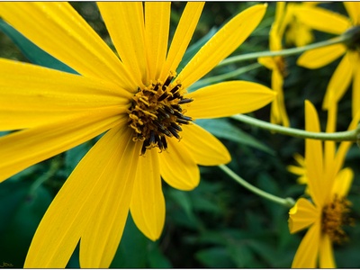 Maximilian Sunflower