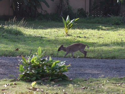 Maxwell's Duiker