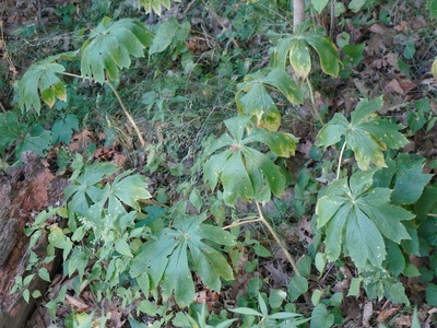 Mayapple