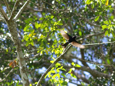 Mayotte Drongo
