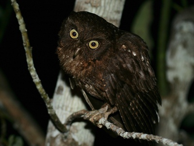 Mayotte Scops-Owl