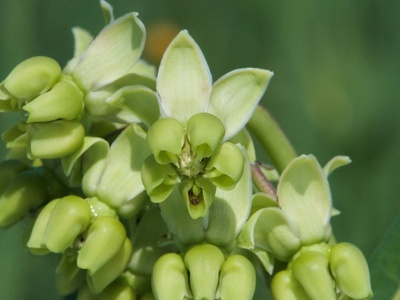 Mead's Milkweed