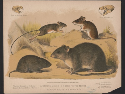 Meadow Jumping Mouse