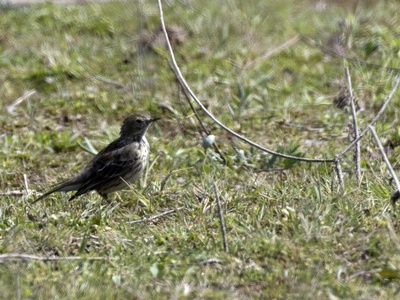 Meadow Pipit