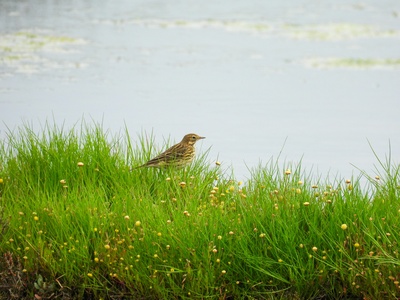 Meadow Pipit