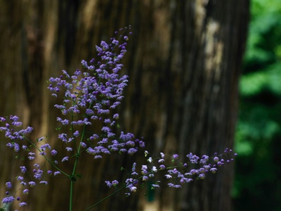 Meadow Rue