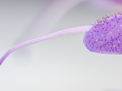 Meadow Sage