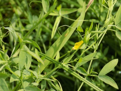 Meadow Vetchling