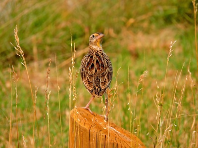 Meadowlark