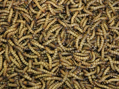 Mealworm