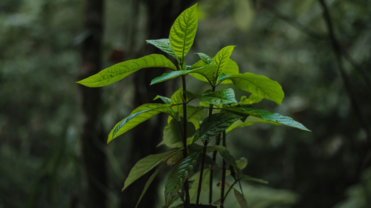 Mist-shrouded montane forest with medicinal tree species
