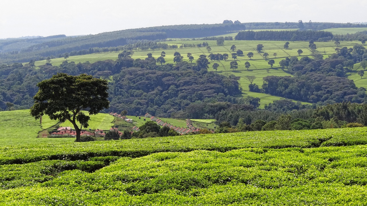 Tea plantation terraces and Prunus africana bark harvesting in Kenyan highlands