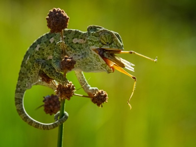 Mediterranean chameleon