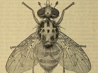 Mediterranean fruit fly