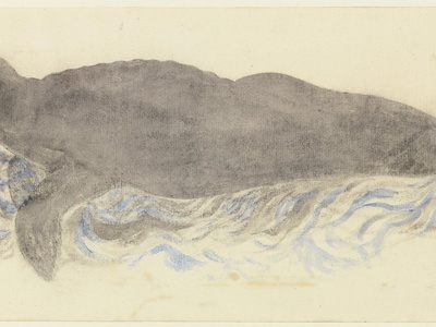 Mediterranean Monk Seal