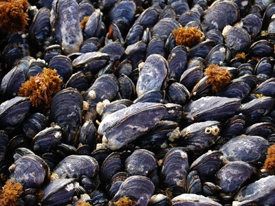 Mediterranean mussel