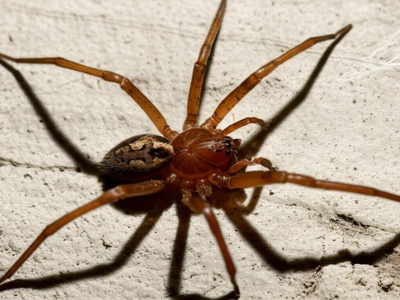 Mediterranean recluse (violin spider)