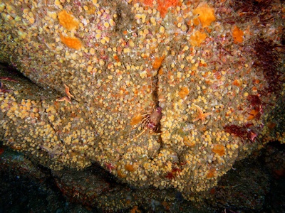 Mediterranean Spiny Lobster