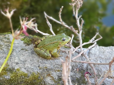 Mediterranean tree frog