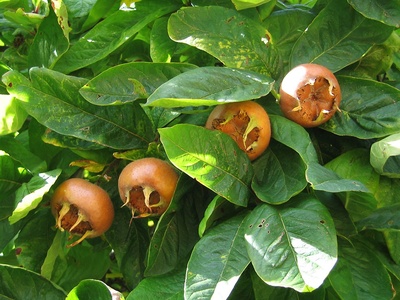 Medlar (Mušmula)