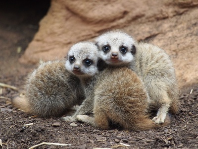Meerkat
