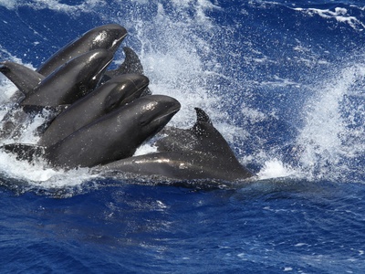 Melon-headed Whale