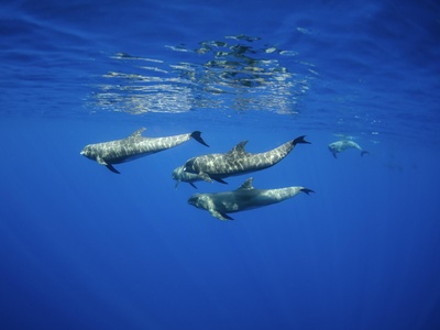 Melon‑headed whale