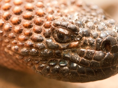 Mexican beaded lizard