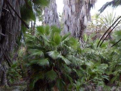 Mexican Fan Palm