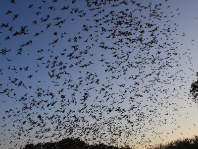 Mexican free-tailed bat