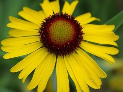 Mexican Hat